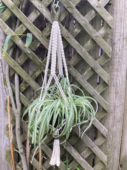 Traditional plant Hanger